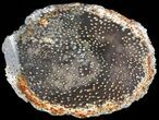 Petrified Palmwood (Palmoxylon) Slab - Texas #60581-1